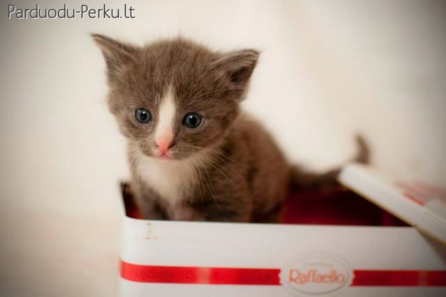 Katinukai iesko namu