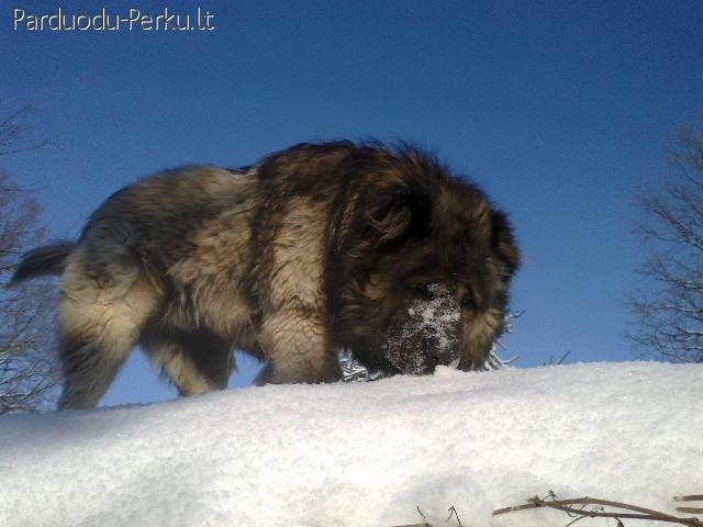 KAUKAZO AVIGANIAI NUO WDS-PARIS-2011 NUGALETOJO