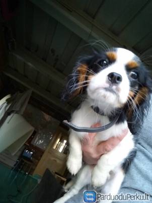 Kavalieriaus Karaliaus Karolio Spanieliai