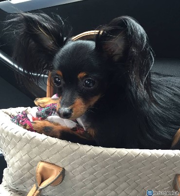 Kergimui Nuostabus miniatiūrinis Rūsų žaisliukas