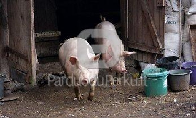 kiaulę, paršą, mėsinį