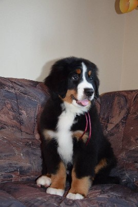 Kilmingas Berno zenenhundu veisles patinas