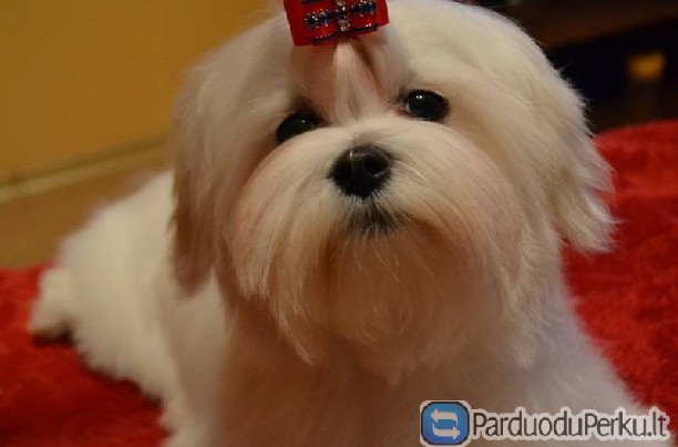 kilmingas maltos bišonas