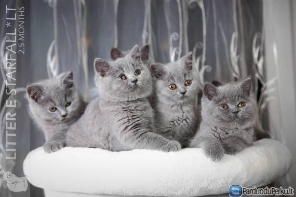 Laukiama Britų trumpaplaukių vada mėlynos spalvos