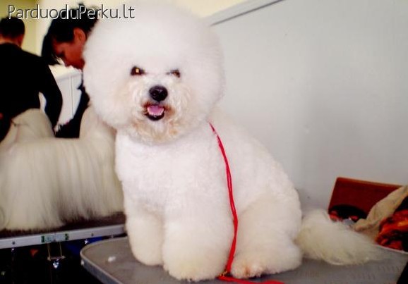 Kilmingi garbanotojo bišono (Bichon Frise) šuniuka