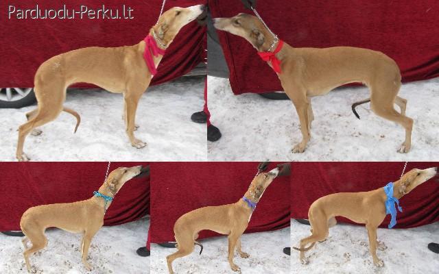 Kilmingi greihaundai