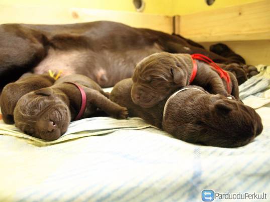 Kilmingi Labradoro Retriveriai-veislynas Trakietis