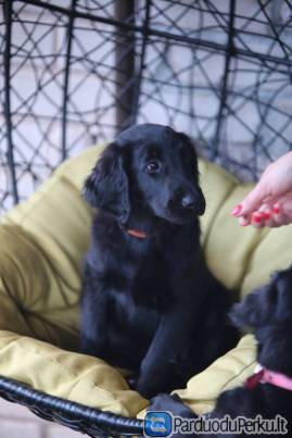 Kilmingi lygiaplaukiai retriverio šuniukai