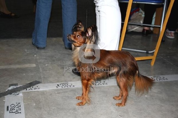 KILMINGI RUSŲ ŽAISLIUKAI ILGAPLAUKIAI SU...