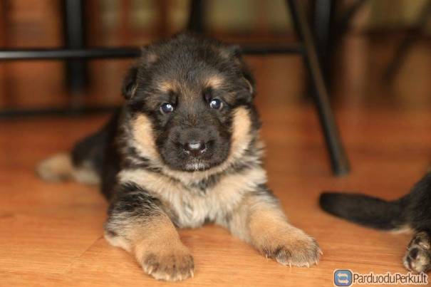 Kilmingi Vokiečių aviganiai