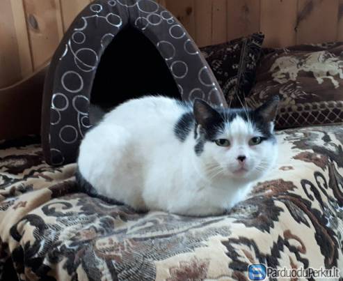 Kitia (sterilizuota, skiepyta, čipuota)