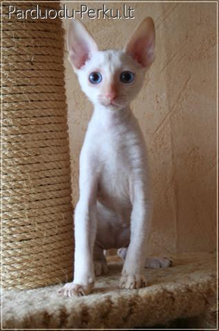 Kornish rex veisles kaciukai