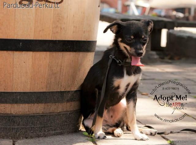 Kur namučiai mano ?