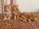 Kurilian Bobtail Kittens
