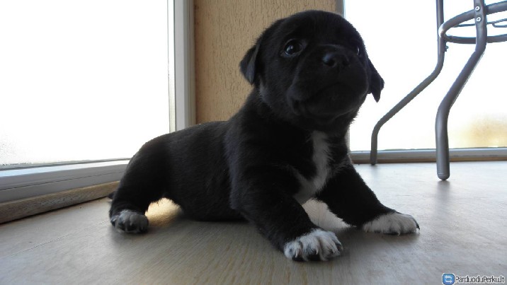 Labradoro retriveris