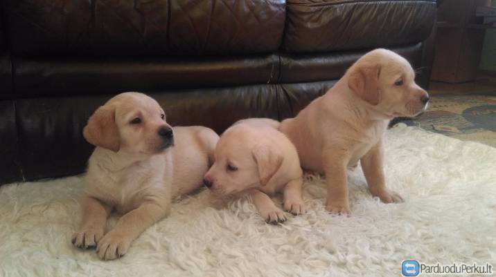 Labradoru retriveriu suniukai