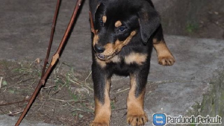 Lietuvių skalikų vada