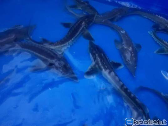 Mailius žuvų įžuvinimui