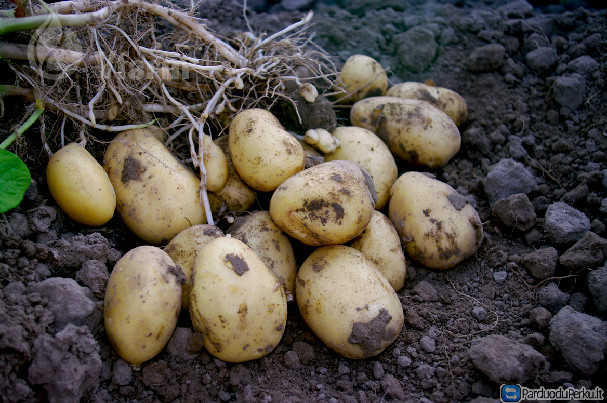 Maistinės Bulvės Campina didmena ir mažmena