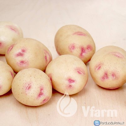 Maistinės Bulvės Osprey didmena ir mažmena