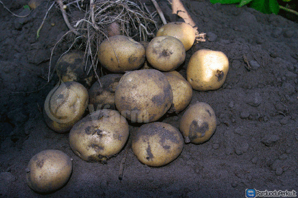 Maistinės bulvės Vineta didmena ir mažmena