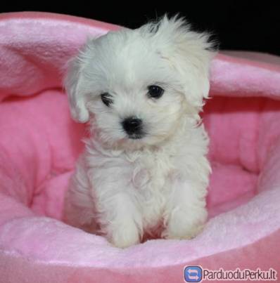 maltiečių šuniukai