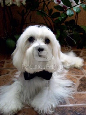 Maltos bisonas kregimui