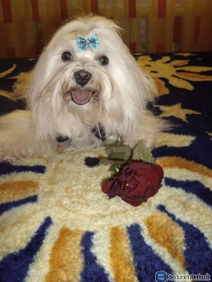 Maltos bisono patinas iesko poros