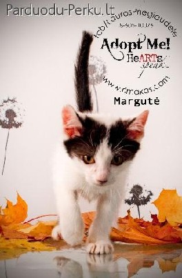 Margutis maziukas laukia namu