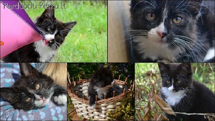 Maža damutė ieško namučių