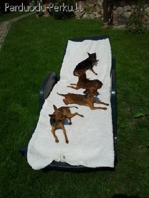 Mazu veisliu suniuku viesbutukas