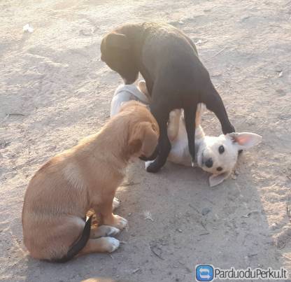 Mes linksmi, ištvermingi ir sargus