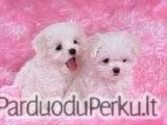 Mielas Maltiečių šuniukai gera namuose