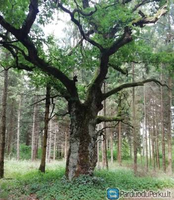 MIŠKAS. PERKAME MIŠKUS. TEL. 8-605-56796