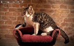 Miss elegantiska katyte iesko nauju namu
