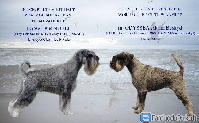 Mitelšnaucerio veislės kalytės