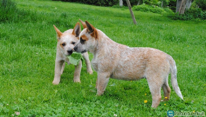 Nauja veisle Lietuvoje