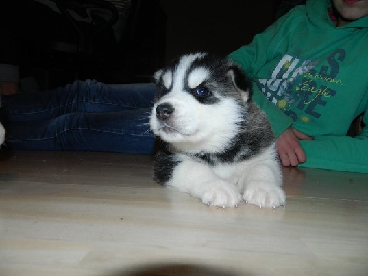 Nuostabūs sibiro haskiukai