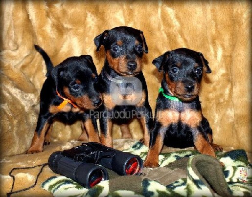 NYKŠTUKINIAI PINČERIAI (CVERGPINČERIAI)