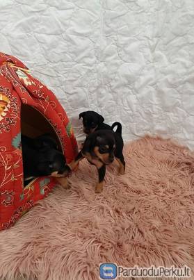 Nykštukiniai pinčeriai