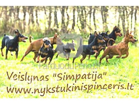 Nykstukinis pinceris