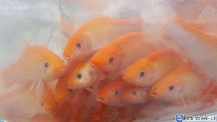 Orfa, mailius izuvinimui, zuvys izuvinimui