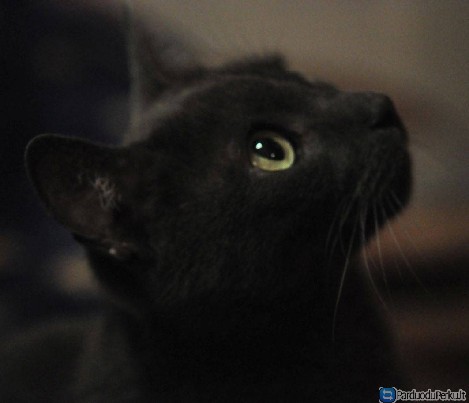 Padovanosime rusu melsvuju veisles suaugusi katina, tik i ge