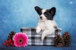 Papillon pupies for sale