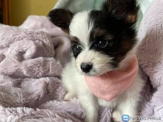 Papillons šuniukai paruošti