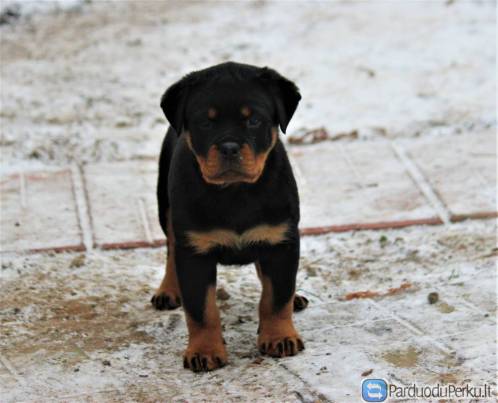PARDUODA ROTVEILERIŲ VEISLĖS ŠUNIUKUS su kilmės dokumentais, Rotveilerio šuniukai, Rotveileriukai