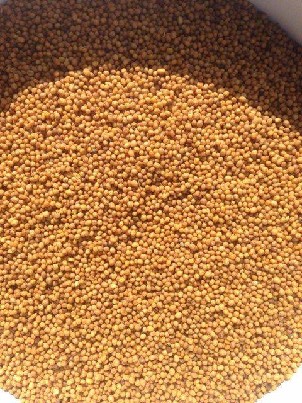 Parduoda sorgas raudona, garstyčių geltona, geltona soros.