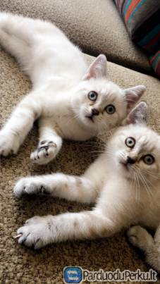 Parduodam britu trumpaplaukius kaciukus