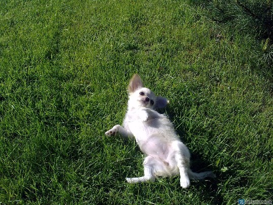 Parduodama Čihuahua kalytė