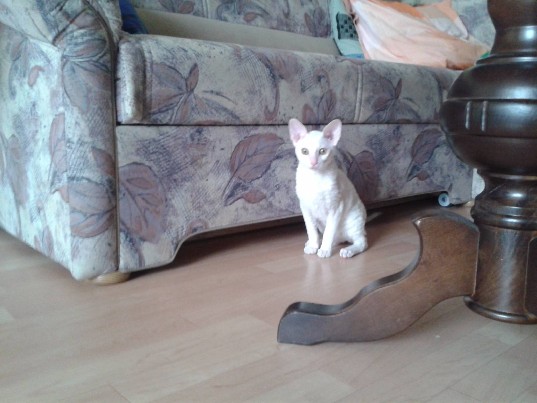 Parduodama Kornvalio Rex katytė